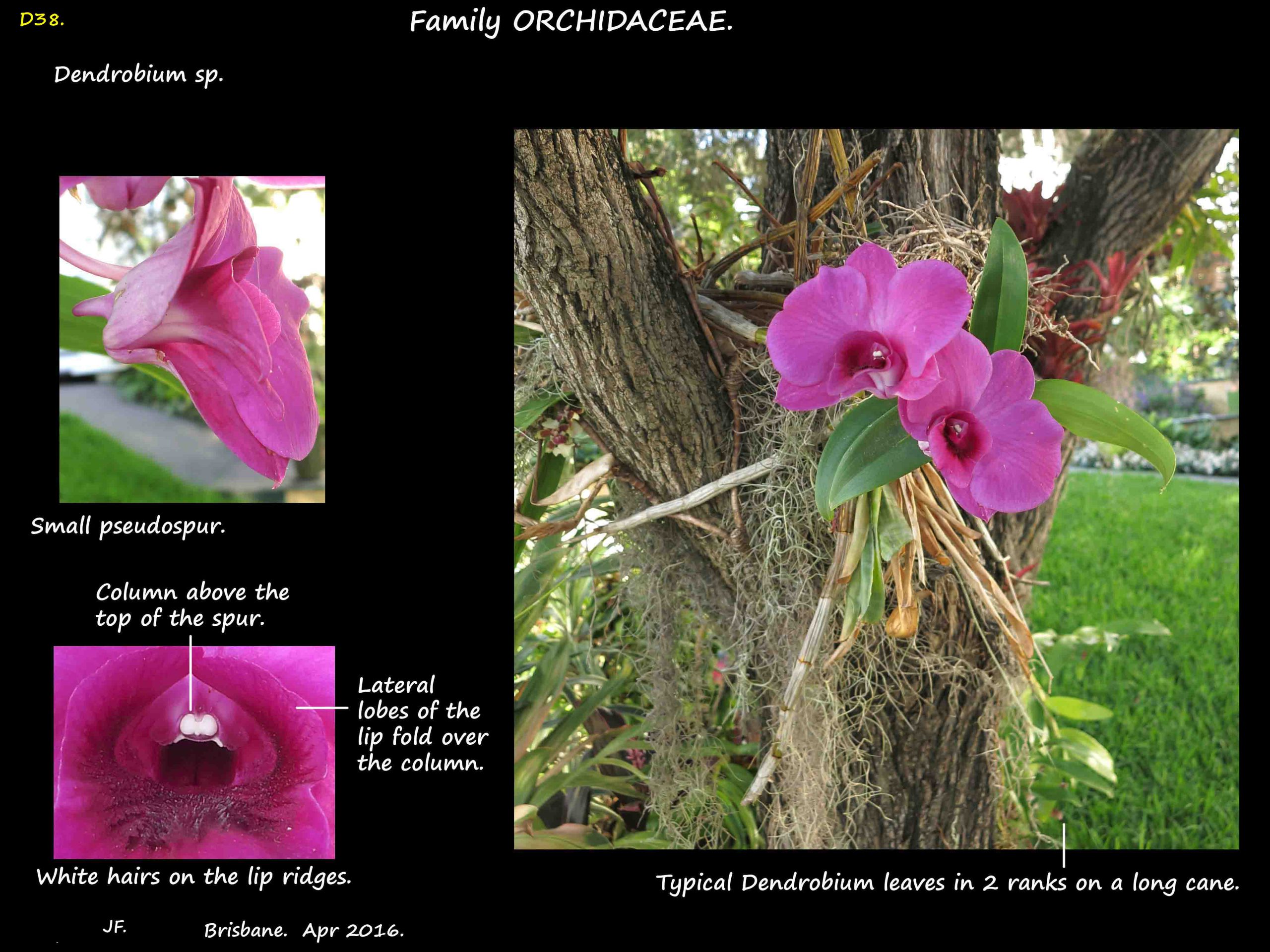 9 A typical Dendrobium